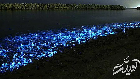 خلیج تویوما در ژاپن خلیج تویوما,خلیج تویوما کجاست,بهترین زمان سفر به خلیج تویوما